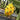 Yellow Dragon Fruit Seed – Rare Color Pitaya Fruit Sweet Juicy Fruits