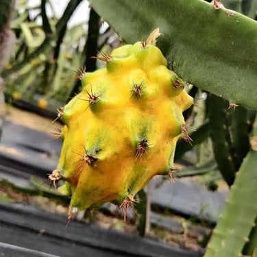 Yellow Dragon Fruit Seed – Rare Color Pitaya Fruit Sweet Juicy Fruits