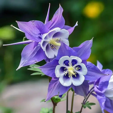 Aquilegia Seeds – Blue (Cat's Paw / Columbine)