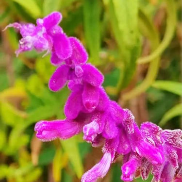 Agastache, Rosie Posie