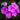 Phlox Seeds-Purple-Flowered Phlox