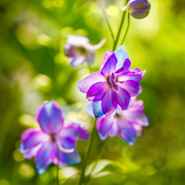 Delphinium Seeds-Lilac Spire