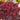 Purple-Leaf Barberry