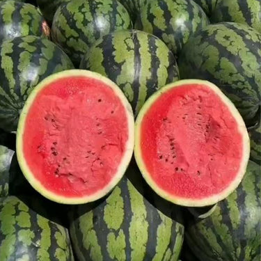 Jubilee Watermelon Seeds for Planting