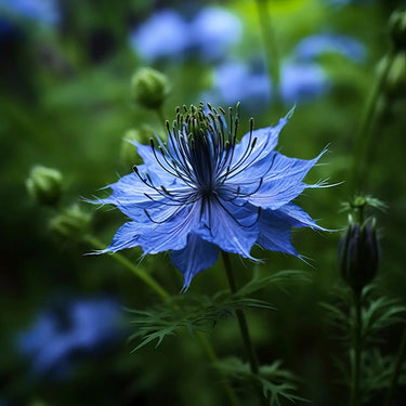 Blue-purple Nigella Seeds