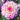 Dahlia Seeds-Pink Isabella
