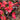 Begonia semperflorens