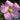 Hibiscus Seeds-Single-petal Pink Cotton Rose