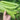 Large-Leaf Canavalia Seeds