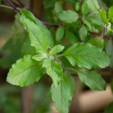 Tulsi - Holy Basil - Rama