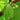 Chayote Seeds