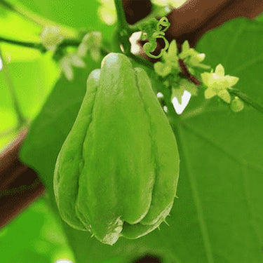 Chayote Seeds