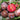 Hibiscus Plum