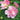 Hibiscus Seeds-Hundred Days of Splendor