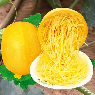 Sponge Gourd