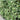 Variegated Weeping Fig