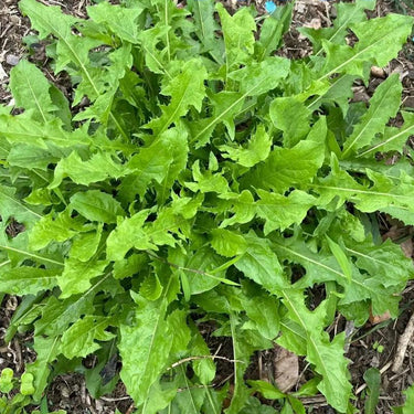 Dandelion Herb Seed