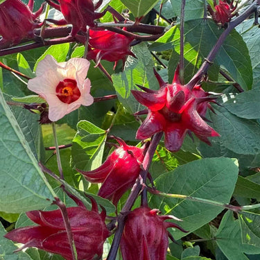 Roselle Seeds – Fuchsia