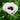 Papaver Rhoeas Seeds-Oriental Poppy · Royal Gown