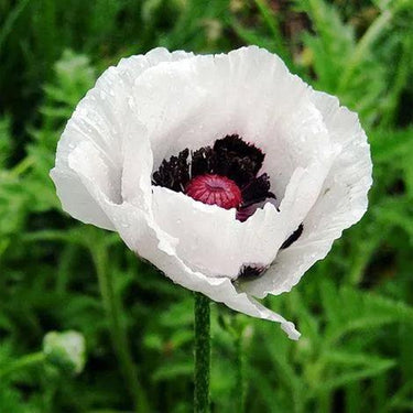 Papaver Rhoeas Seeds-Oriental Poppy · Royal Gown