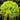 Chrysanthemum Seeds-Green Peony