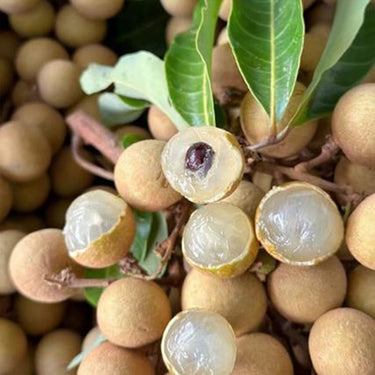 Rare Dwarf Longan Sri Chompoo aka Dragon Eye Exotic Fruit Seeds