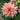 Dahlia Seeds-Melon