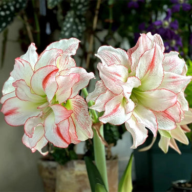 Hippeastrum Seeds-Aphrodite