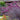Purple Fountain Grass Seeds - ornamental grass reference image