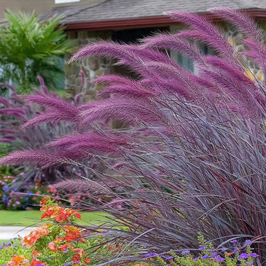 Purple Fountain Grass Seeds - ornamental grass reference image