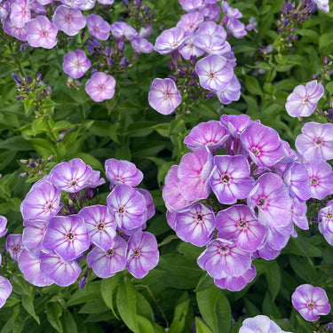 Phlox Seeds-Neon