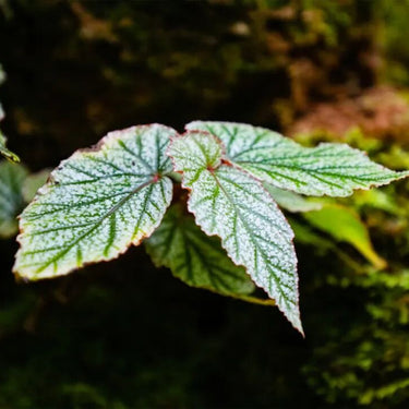 Begonia 'Don Miller'