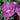 Diana Blueberry Dianthus Seeds