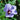 Hibiscus Seeds-Purple Jade