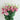 Lisianthus Seeds-Mariachi Pink