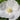 Papaver Rhoeas Seeds-Bridal Satin Iceland Poppy