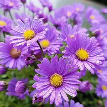 Brachyscome Multifida Lavender Daisy Seeds