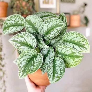 Confetti White, Hypoestes Seed
