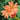 Lychnis Fulgens