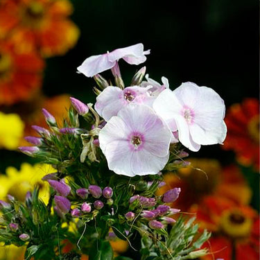 Phlox Seeds-White-Flowered Phlox