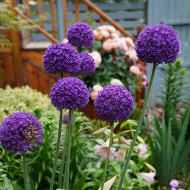 Dark Purple Giant Allium Seeds
