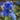 Delphinum Seeds-Blue Bird
