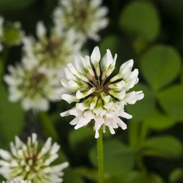 White Clover Seed