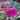 Zinnia Seeds – Zinderella Purple