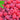 Red Raspberry