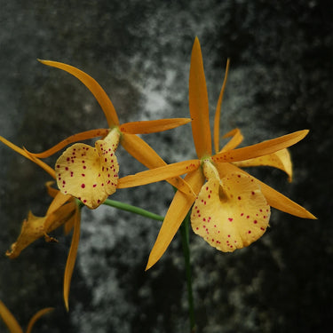 Yellow Cattleya Seeds