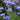 Cornflower Seeds-Blue Ball