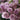 Lisianthus Seeds - Rosita II Lavender
