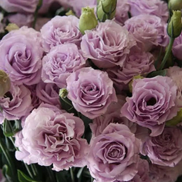 Lisianthus Seeds - Rosita II Lavender