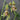 Cymbidium Ensifolium